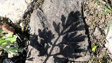 Фотопрогулка: практика наблюдения